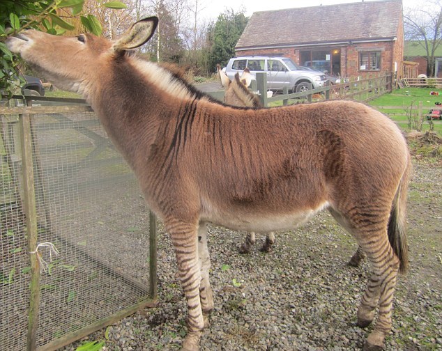 “斑驢、斑馬馬”繞暈頭 英怪異動(dòng)物園令人稱奇