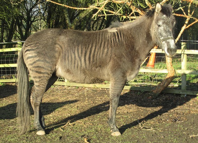 “斑驢、斑馬馬”繞暈頭 英怪異動(dòng)物園令人稱奇