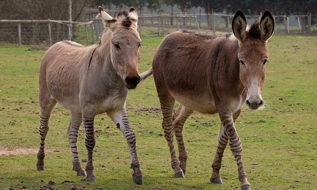 “斑驢、斑馬馬”繞暈頭 英怪異動(dòng)物園令人稱奇
