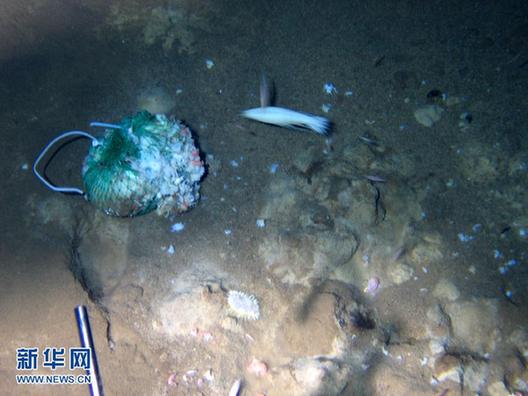 “蛟龍”號在7062米海底發現多種生物
