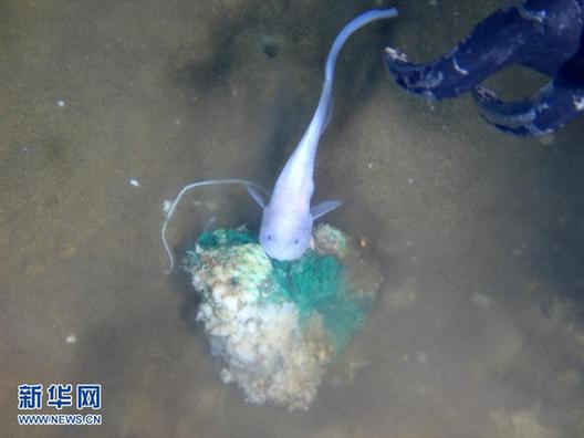 “蛟龍”號在7062米海底發現多種生物