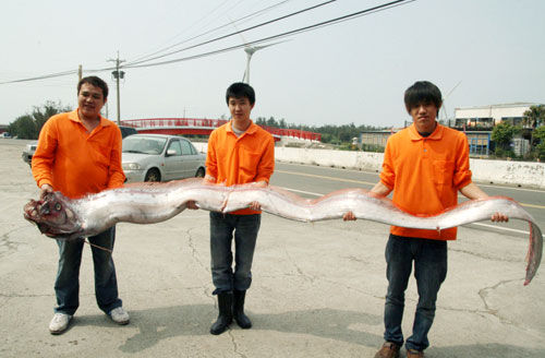 花蓮11人捕獲4米長地震魚 重59千克