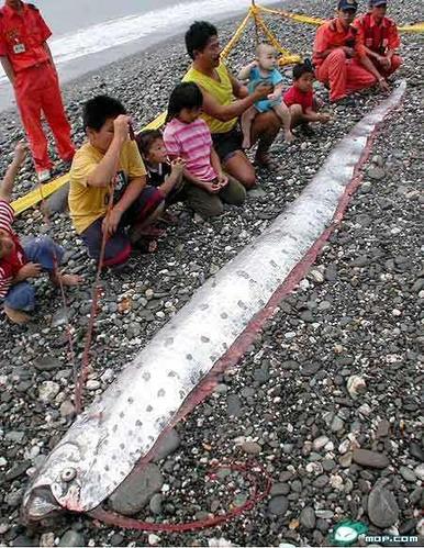 花蓮11人捕獲4米長地震魚 重59千克