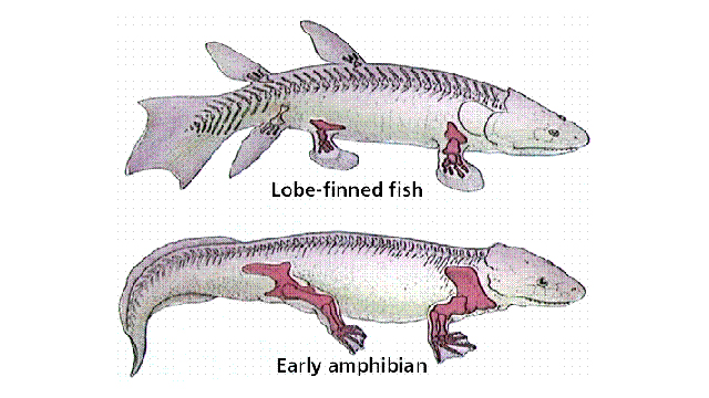西班牙科學(xué)家培育出長(zhǎng)“腿”斑馬魚(yú) 有望再現(xiàn)進(jìn)化過(guò)程