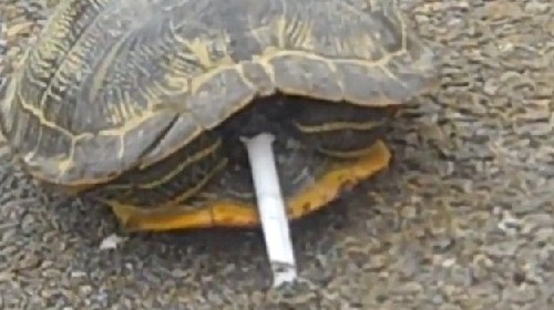 烏龜、毒蛇、大猩猩：動物界“煙鬼”百態（組圖）