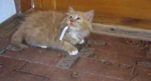烏龜、毒蛇、大猩猩：動(dòng)物界“煙鬼”百態(tài)（組圖）