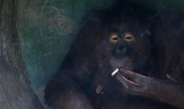 滿地找煙頭的獵犬、被迫戒煙的猩猩 動物“煙鬼”的滑稽百態(tài)