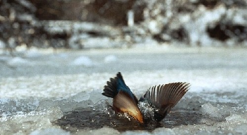 為捕魚翠鳥扎進(jìn)冰層不畏寒 知更鳥偷師學(xué)藝鉆冰窟