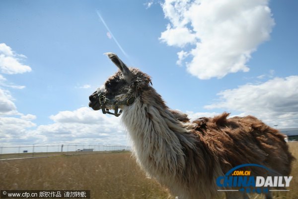芝加哥機場引進數十只山羊等動物應對百畝過密灌叢植