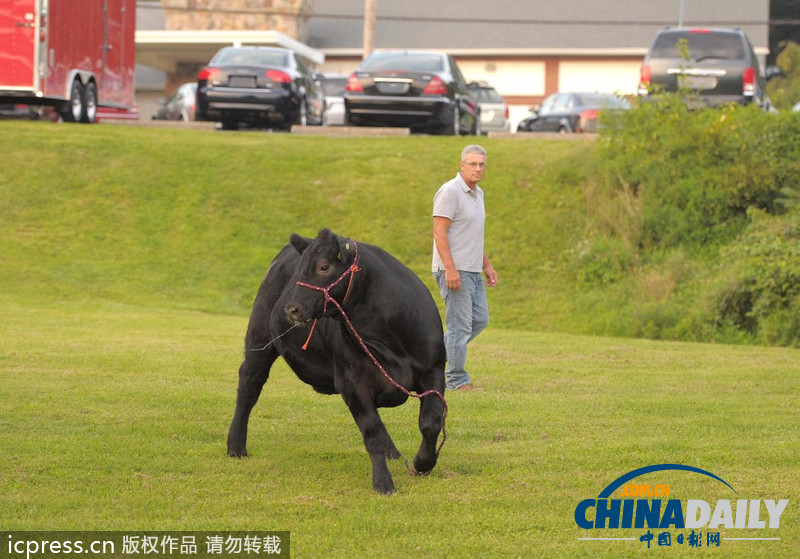 美國農場秀公牛脫韁逃跑撞倒一名男子