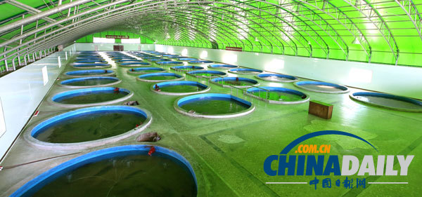 金正恩視察養魚場 要求大量生產鱘魚等供應國際市場（組圖）