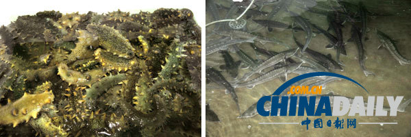 金正恩視察養魚場 要求大量生產鱘魚等供應國際市場（組圖）
