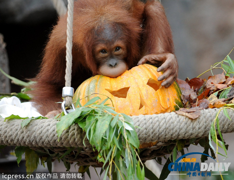 搞笑動物萬圣節 南瓜誘惑難抵擋