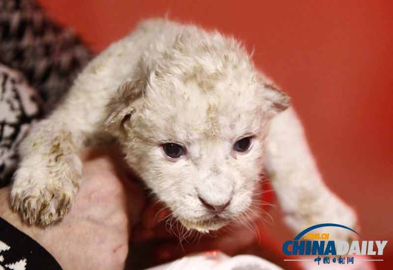 珍稀白獅寶寶亮相第比利斯動物園 憨態可掬惹人愛