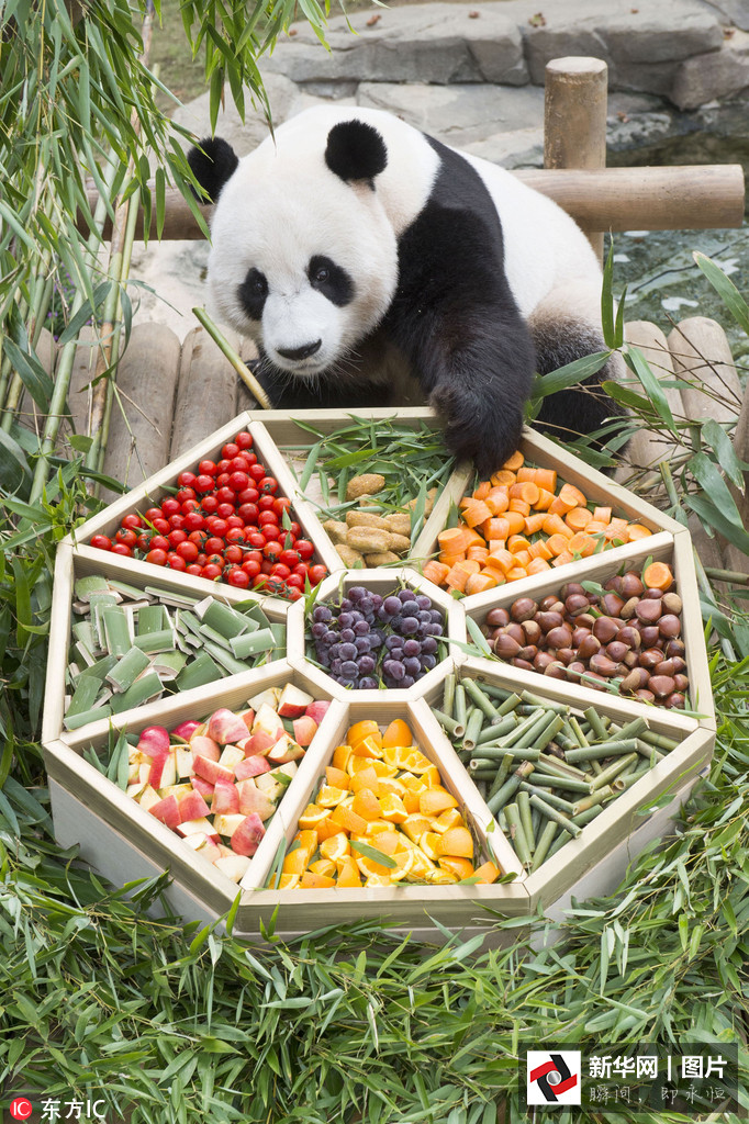 吃得開心！韓國動物園大熊貓提前享受節日大餐（組圖）