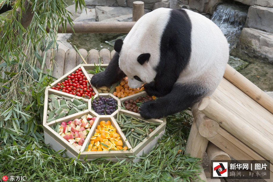 吃得開心！韓國動物園大熊貓提前享受節日大餐（組圖）