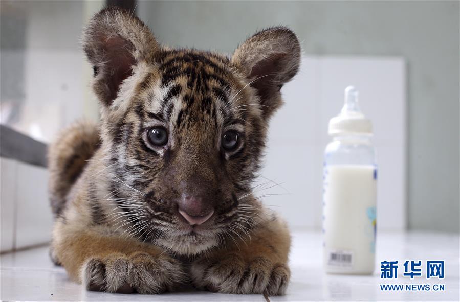萌萌噠！“治愈系”動物們的憨萌瞬間（組圖）