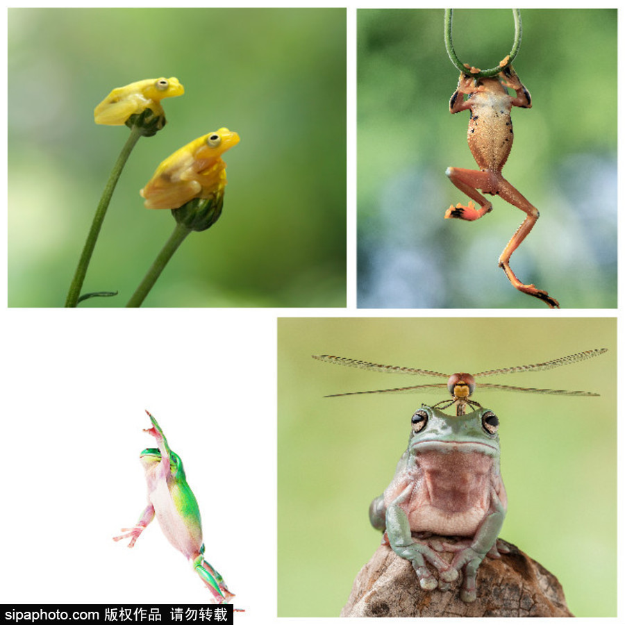 你的“蛙兒子”回來(lái)了嗎？盤點(diǎn)動(dòng)物界佛系蛙日常萌照（組圖）