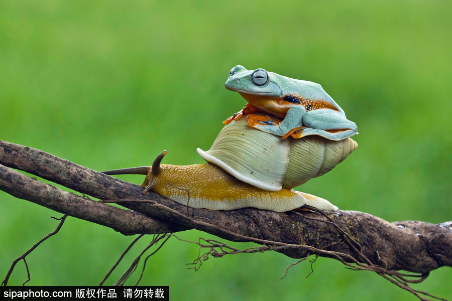 你的“蛙兒子”回來(lái)了嗎？盤點(diǎn)動(dòng)物界佛系蛙日常萌照（組圖）