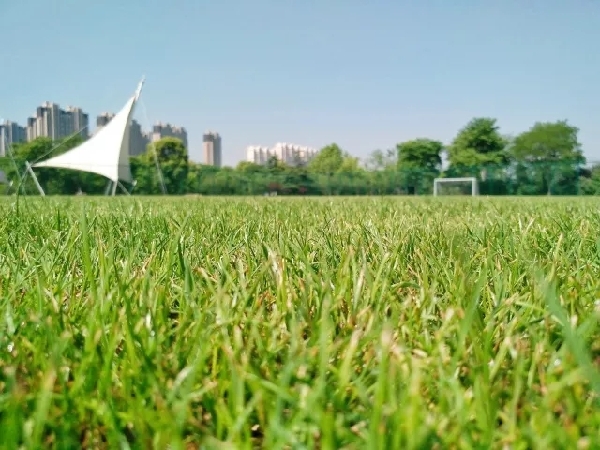 Zhangjiagang to open first ecological football park