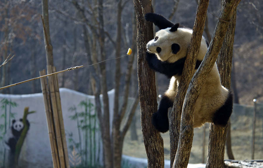 Panda attends survival training course Panda attends survival training course