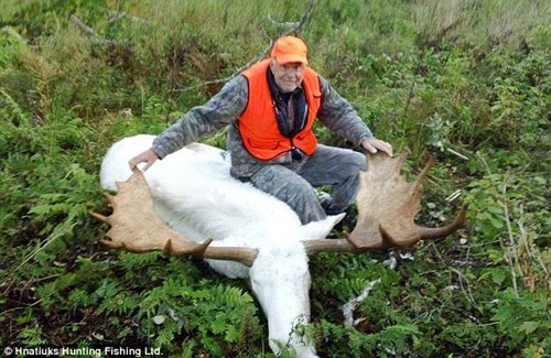 獵人射殺罕見(jiàn)白色駝鹿惹眾怒 原住民奉為神靈之物