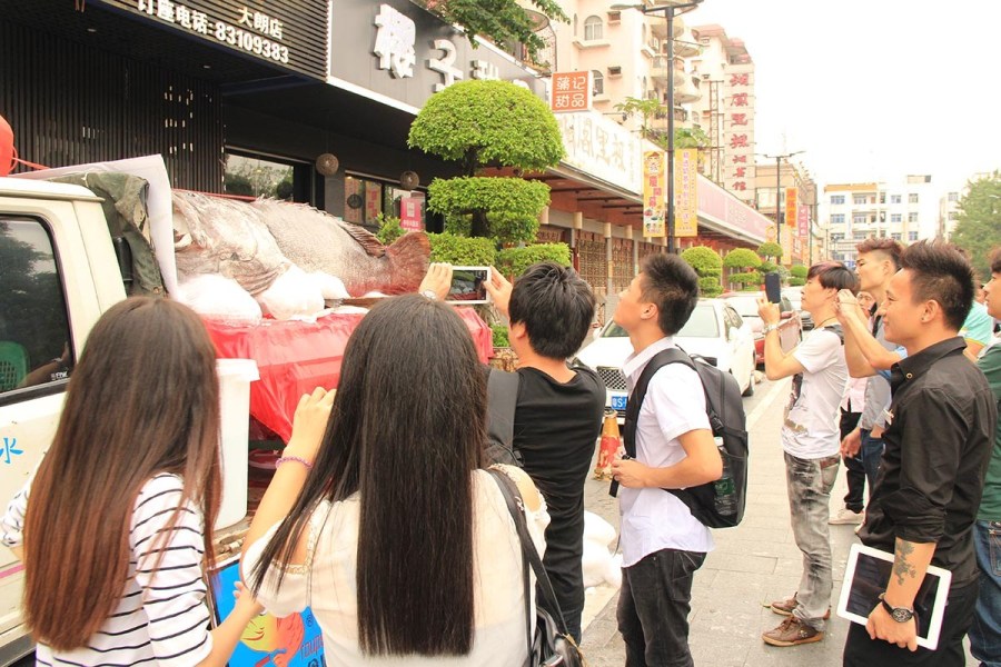 東莞一飯店購買683斤巨型石斑