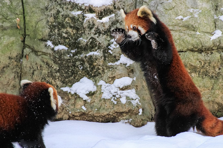 逗趣！美動物園小熊貓雪中嬉鬧打滾(組圖)