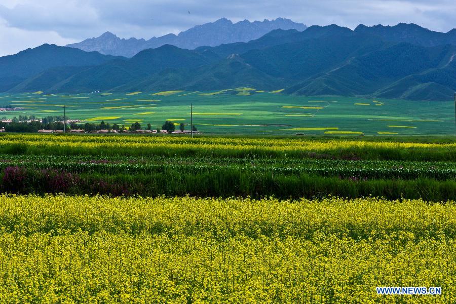 Canola flowers bloom in NW China