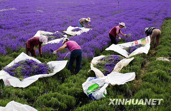 伊犁河谷萬畝薰衣草開鐮收割[組圖]