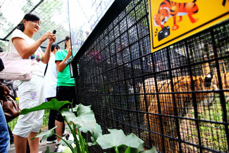 萬余游客周末涌進云南野生動物園體驗“深入虎穴”