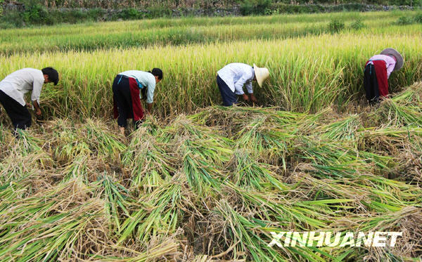 廣西鳳山中稻開鐮收割[組圖]