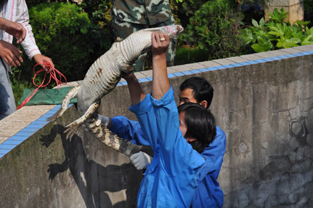昆明武警森林支隊安寧大隊解救鱷魚 移交動物收容中心(圖)